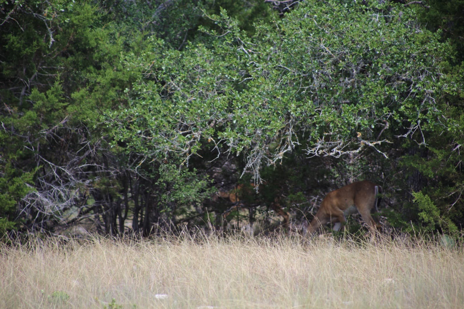 Lot 15 at Walnut Creek Ranch