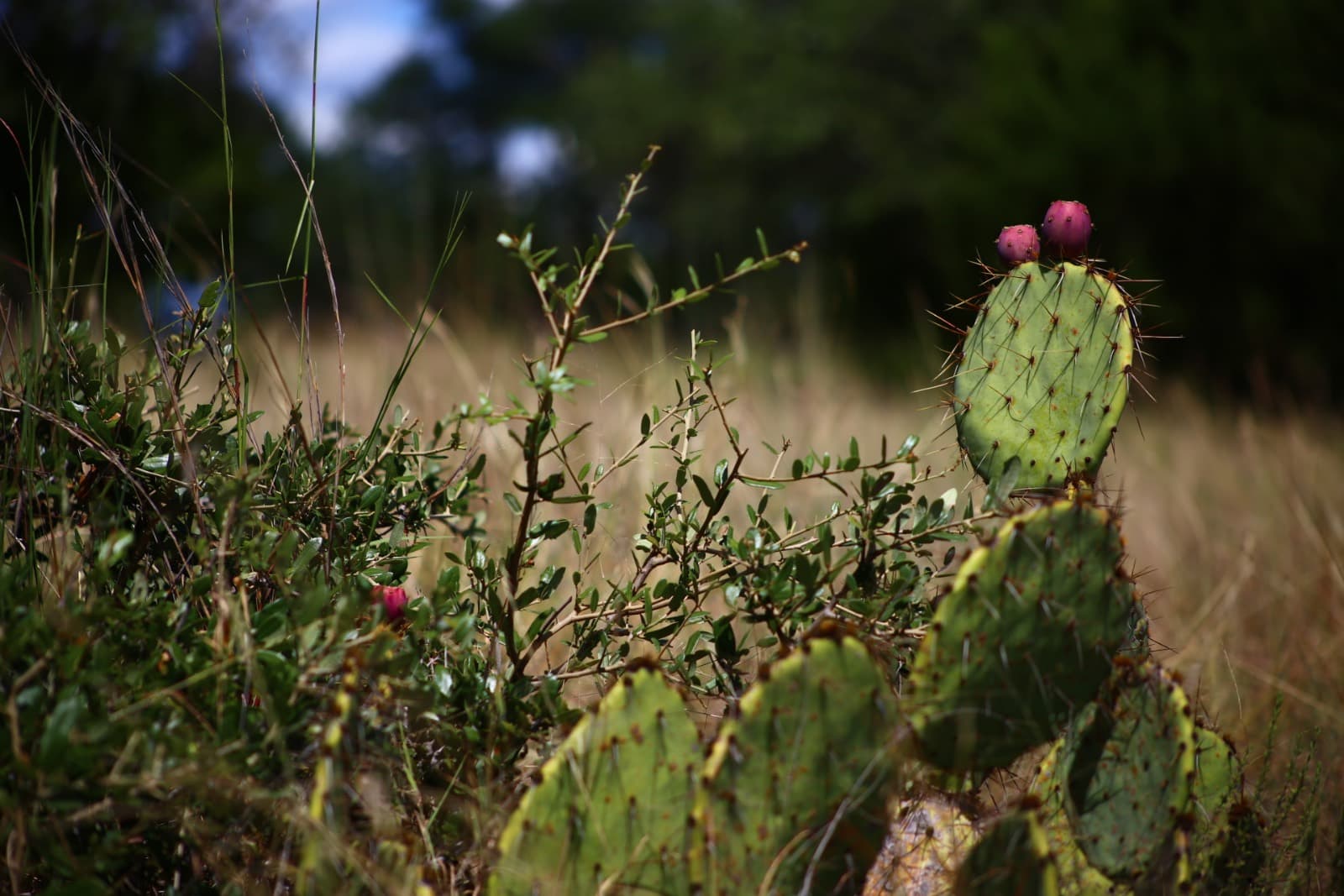 Lot 5-B at X-E Ranch