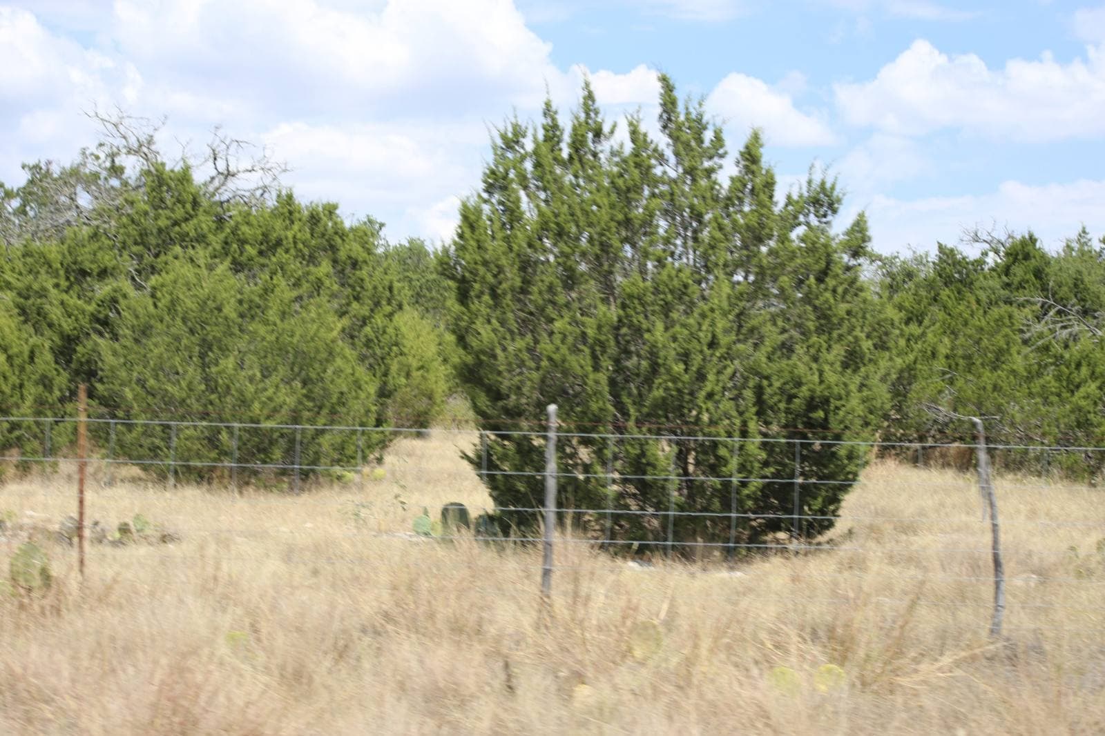 Lot 19