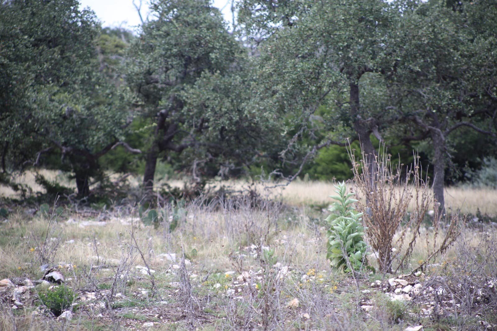 Lot 14