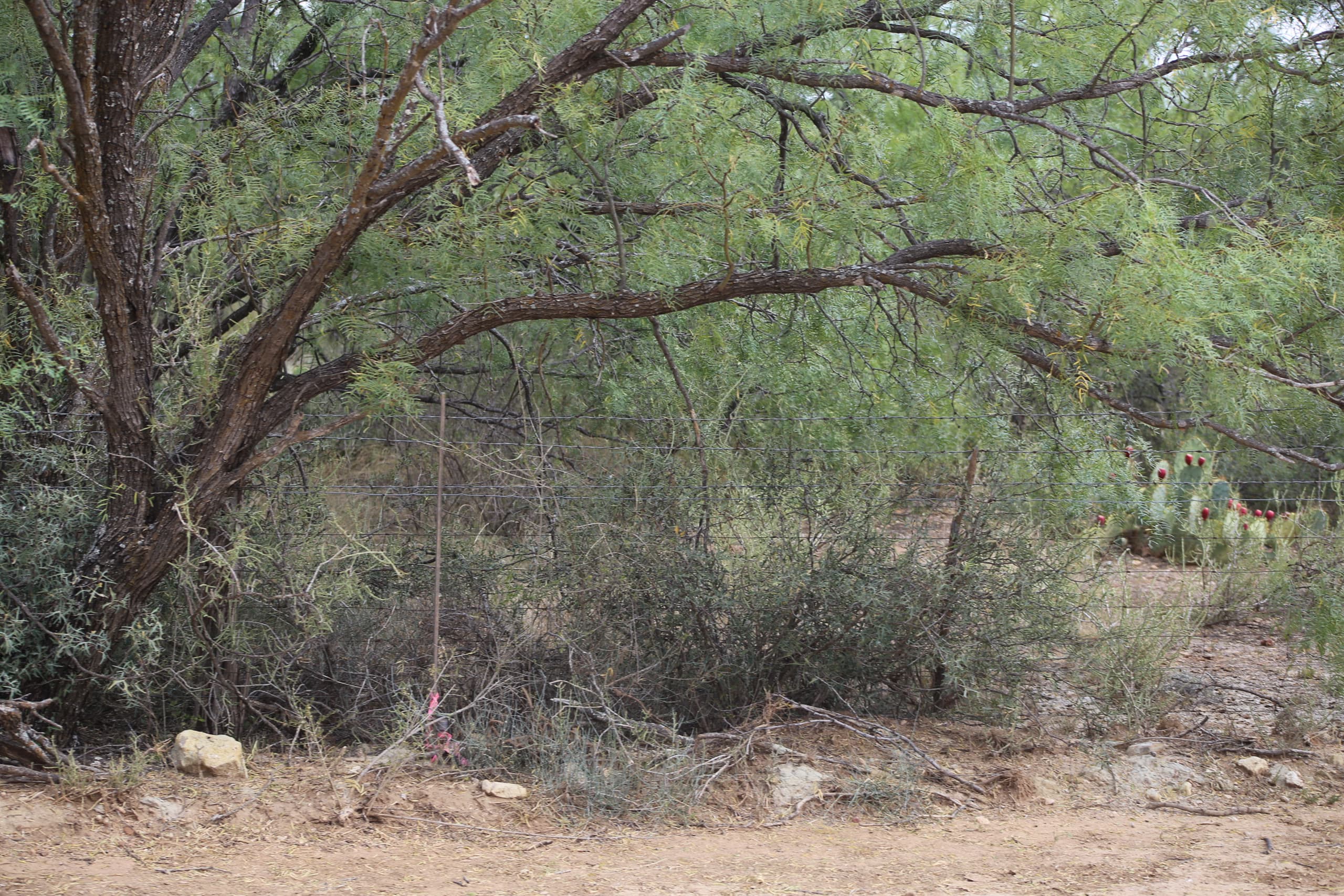 Lot 54