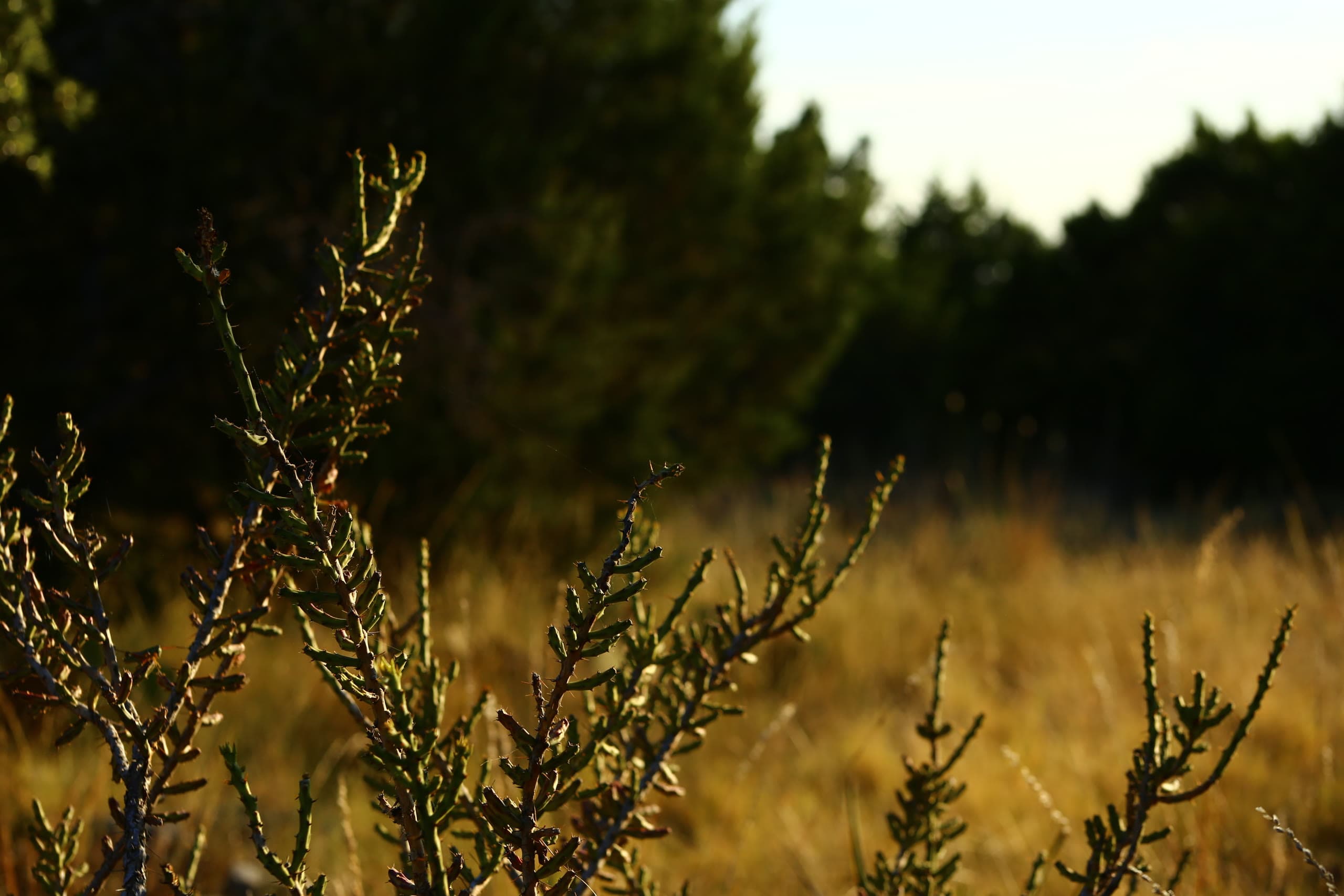 Lot 22, Brandon Ranch