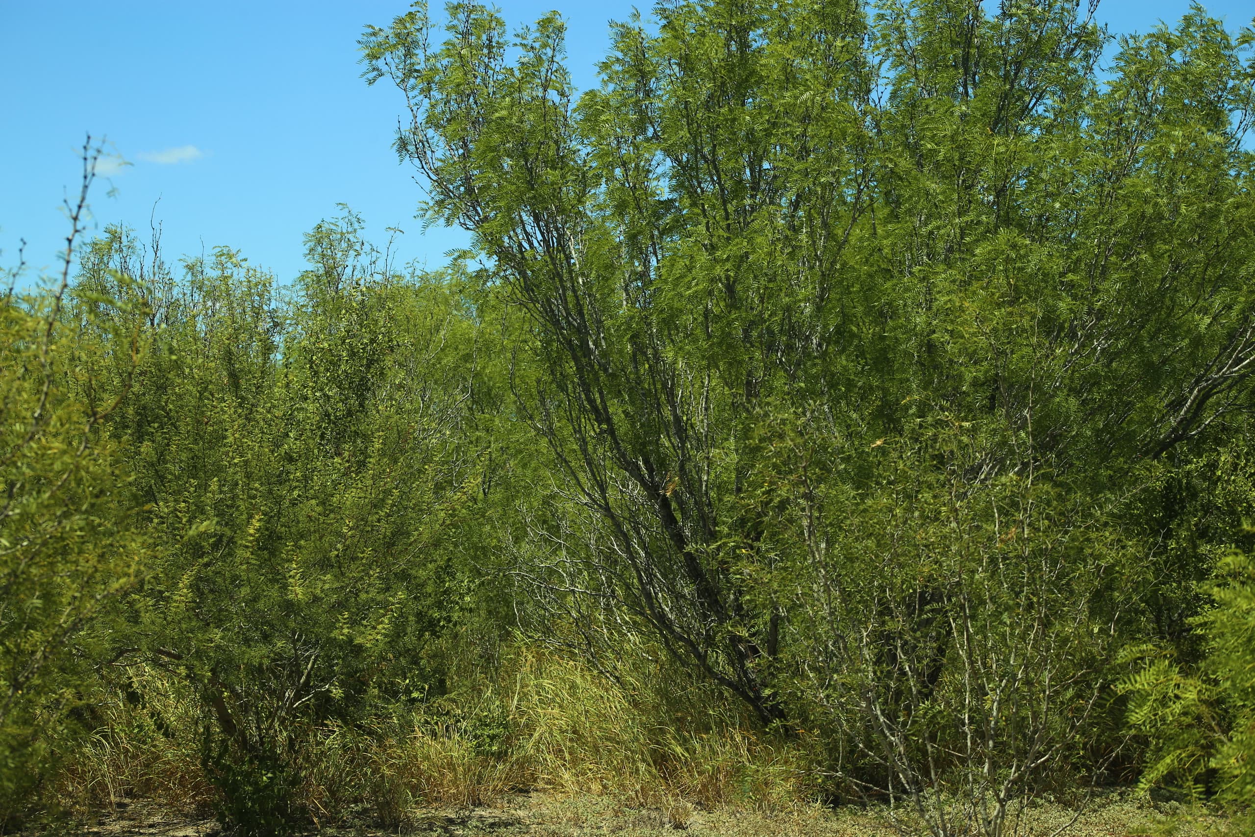 Lot 67