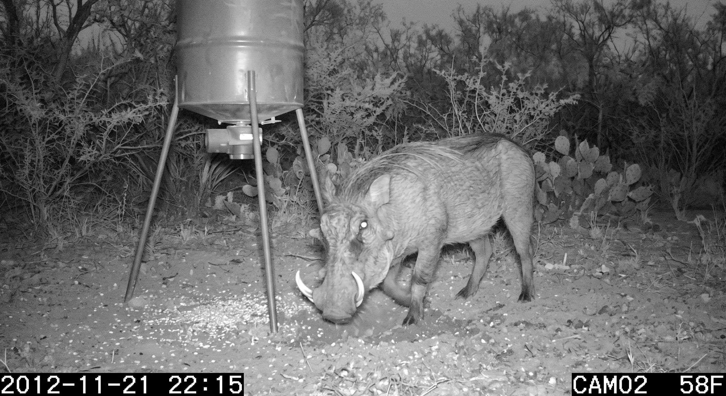 Warthogs in South Texas: The Explosion of Undesirable Exotics