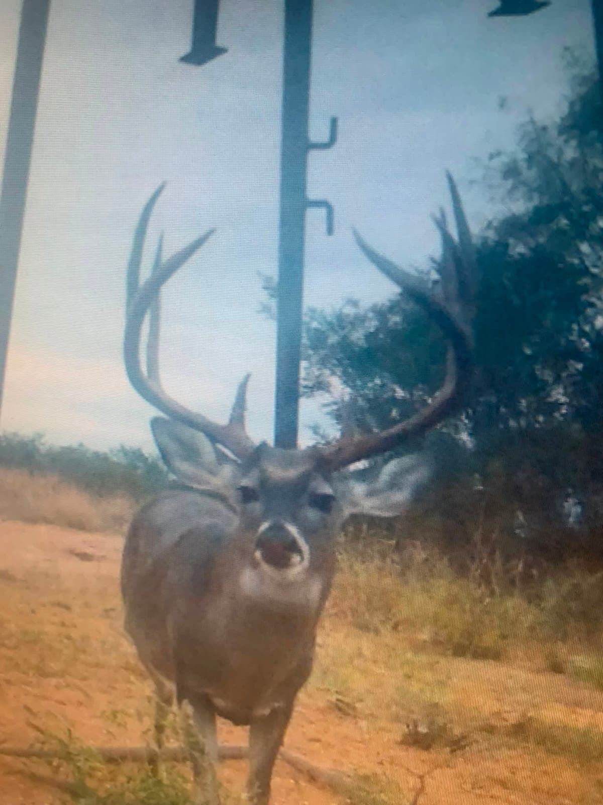 Trail cam photo on the Panhandle caprock